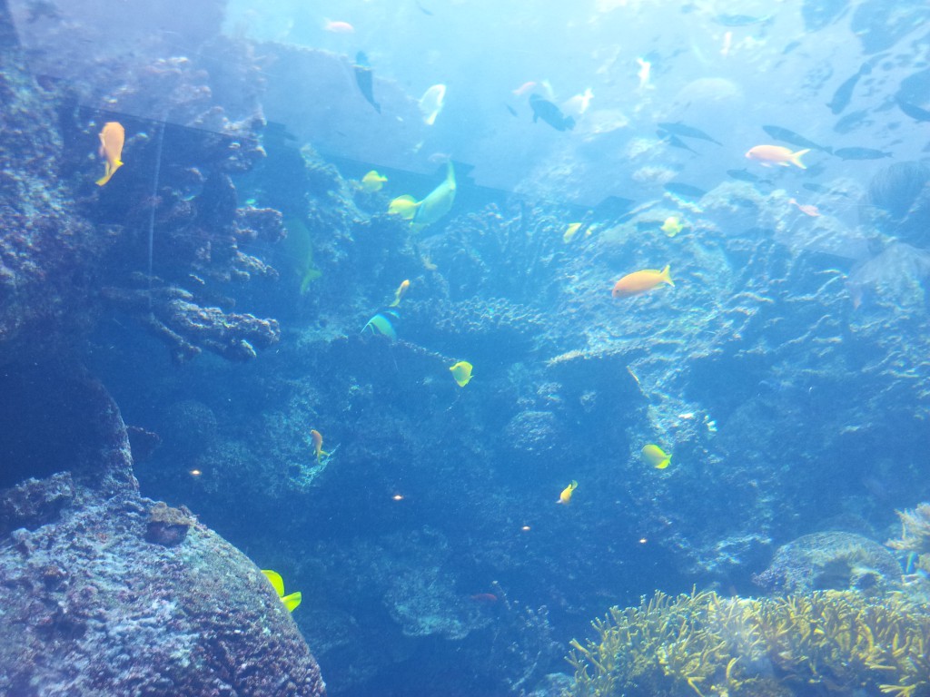 aquarium in Atlanta