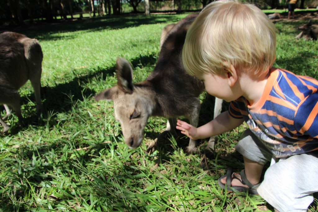 dieren in Australië