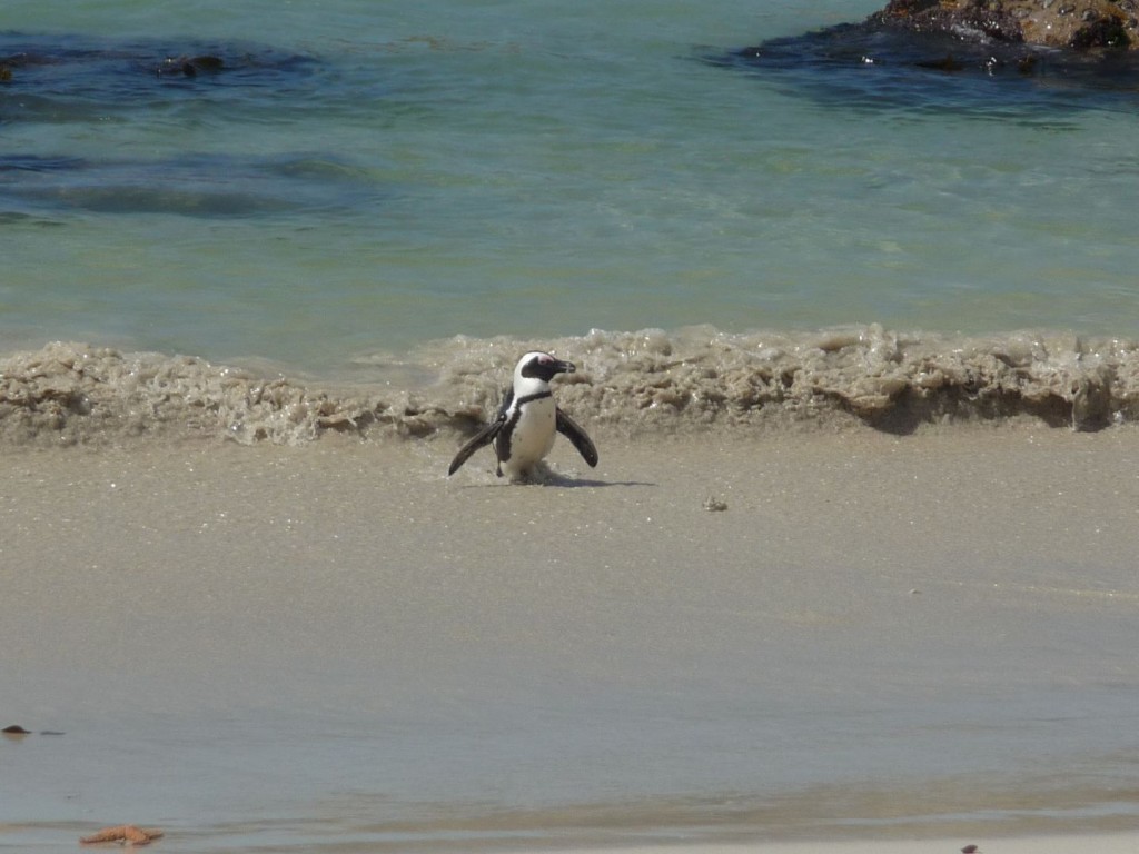 Kaapstad-pinguïn