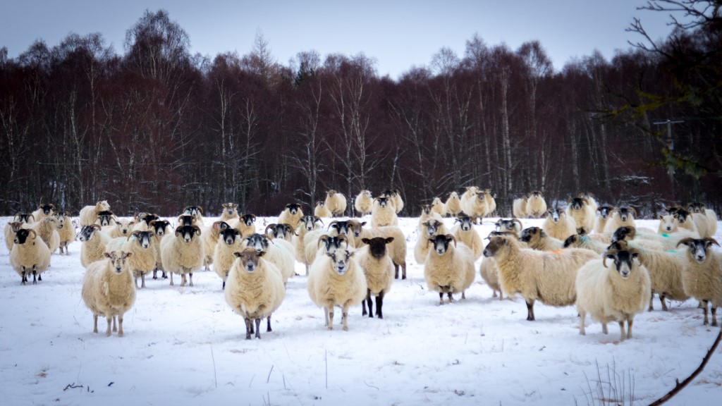 schapen Schotland