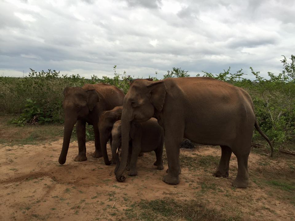 Wildlife Sri Lanka