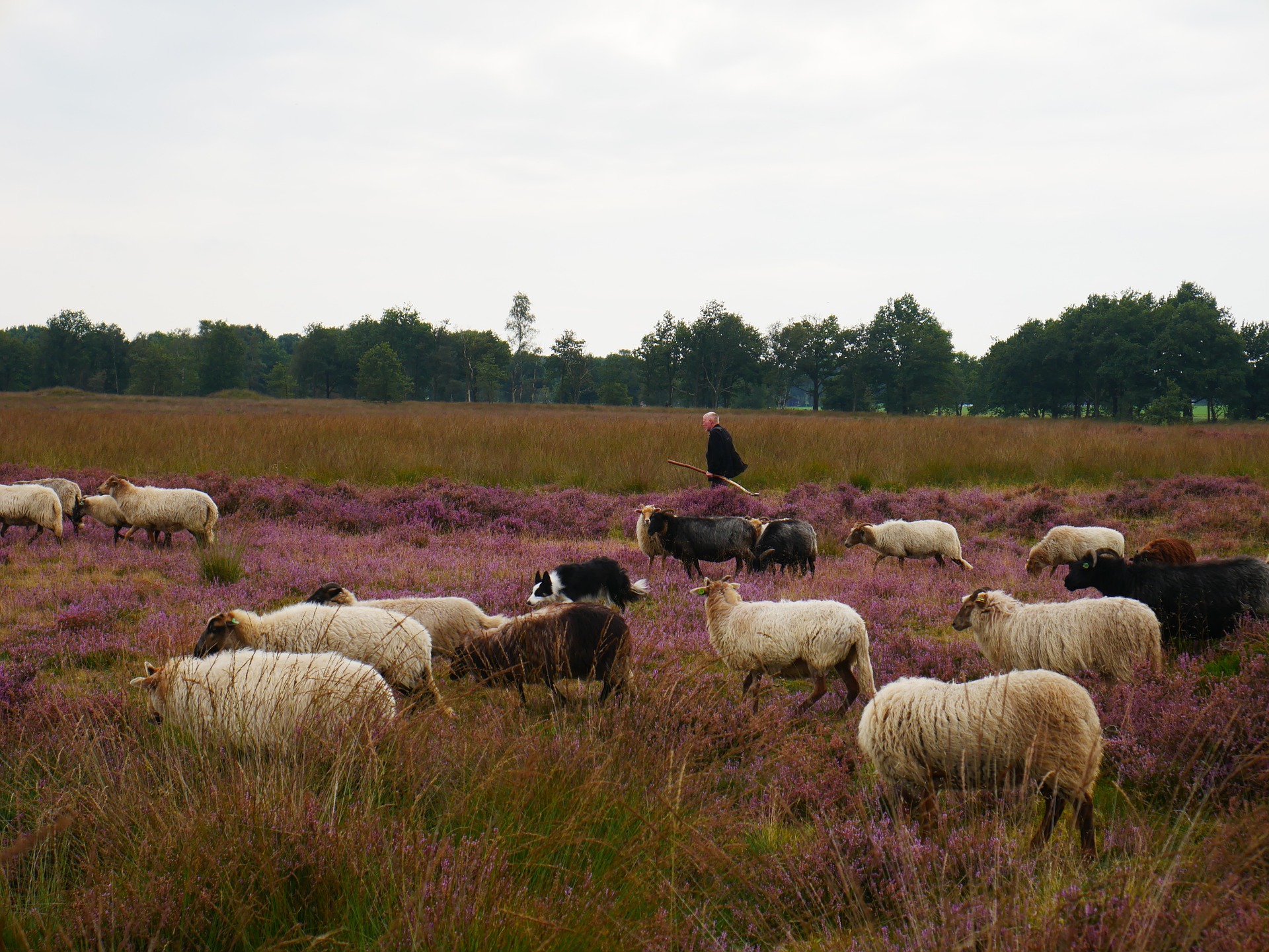 vakantie Nederland met kind