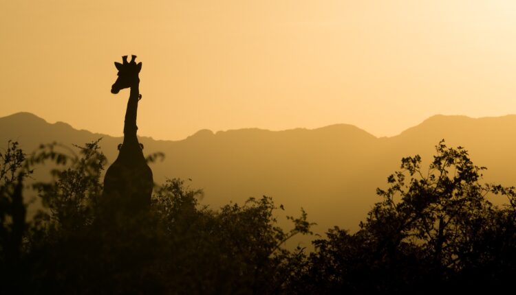 Zuid-Afrika verre reis met peuter