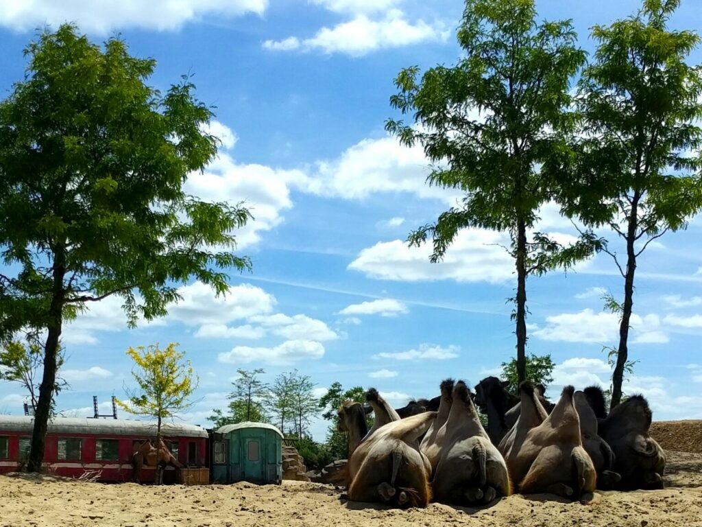 Wildlands Drenthe met kinderen