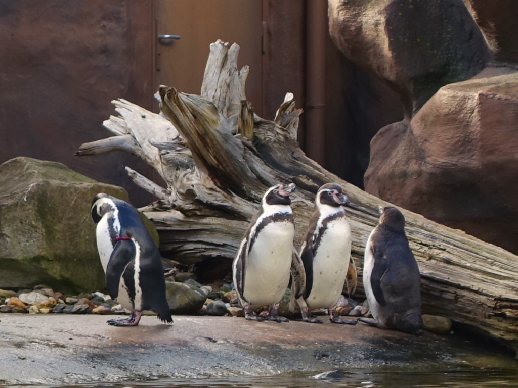pinguïns Ouwehands dierenpark
