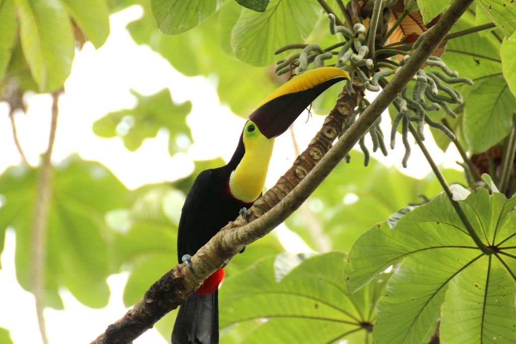 Costa Rica