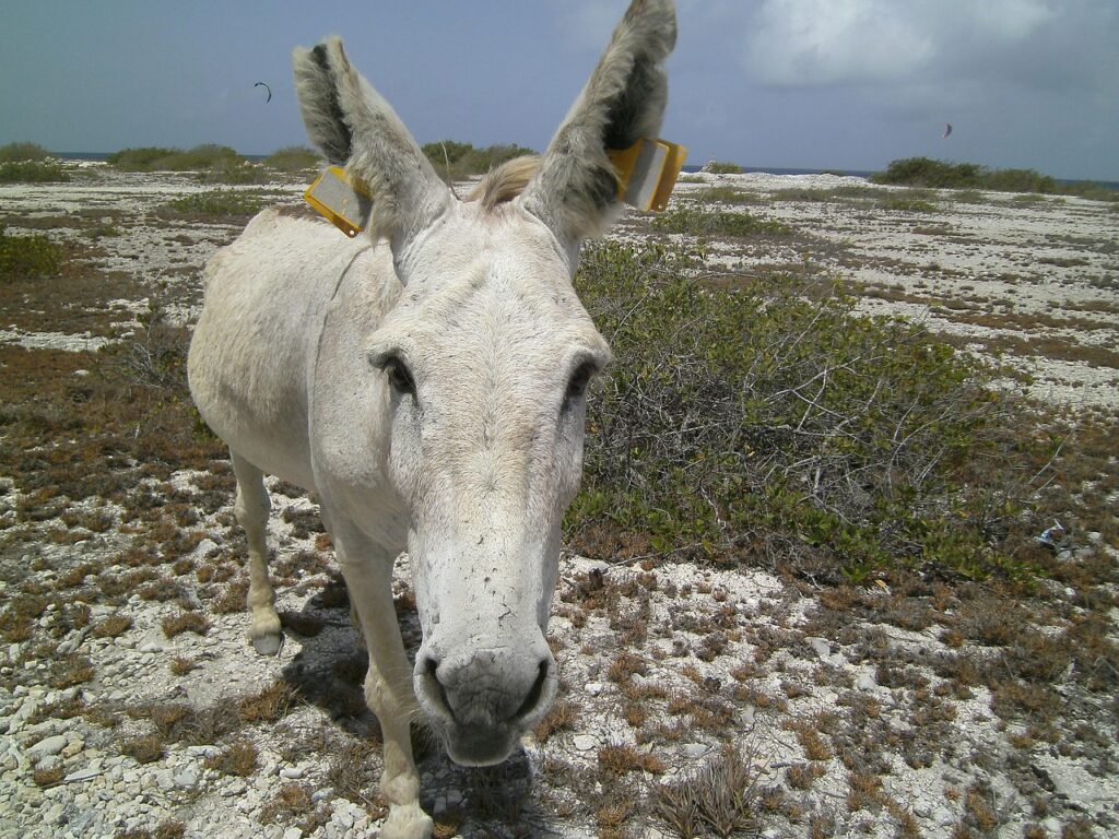 Bonaire met kinderen