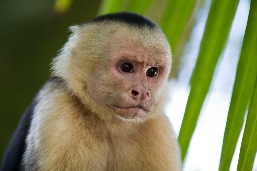 Cahuita National Park