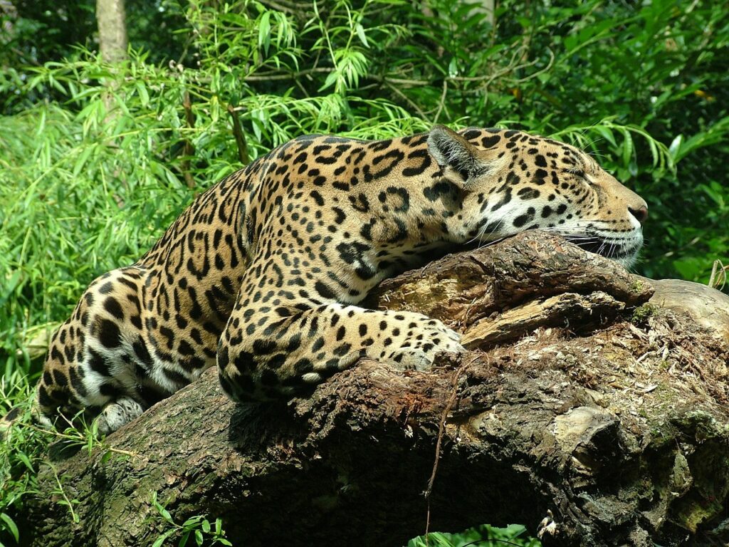 Jaguar